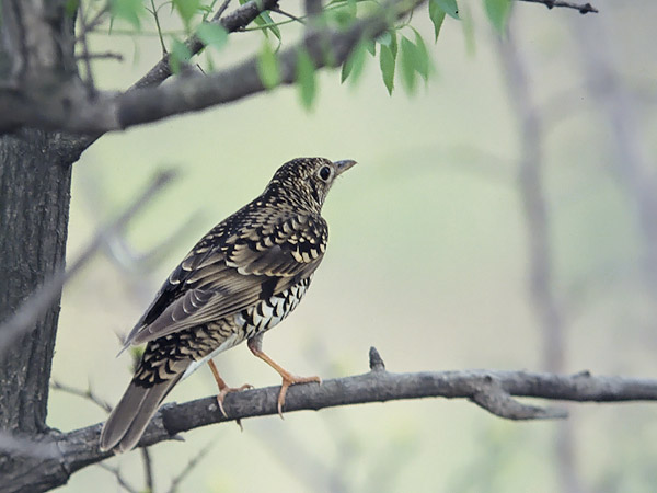 Kirjorastas, White's Thrush, Zoothera dauma
